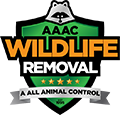 Kissimmee Wildlife Removal